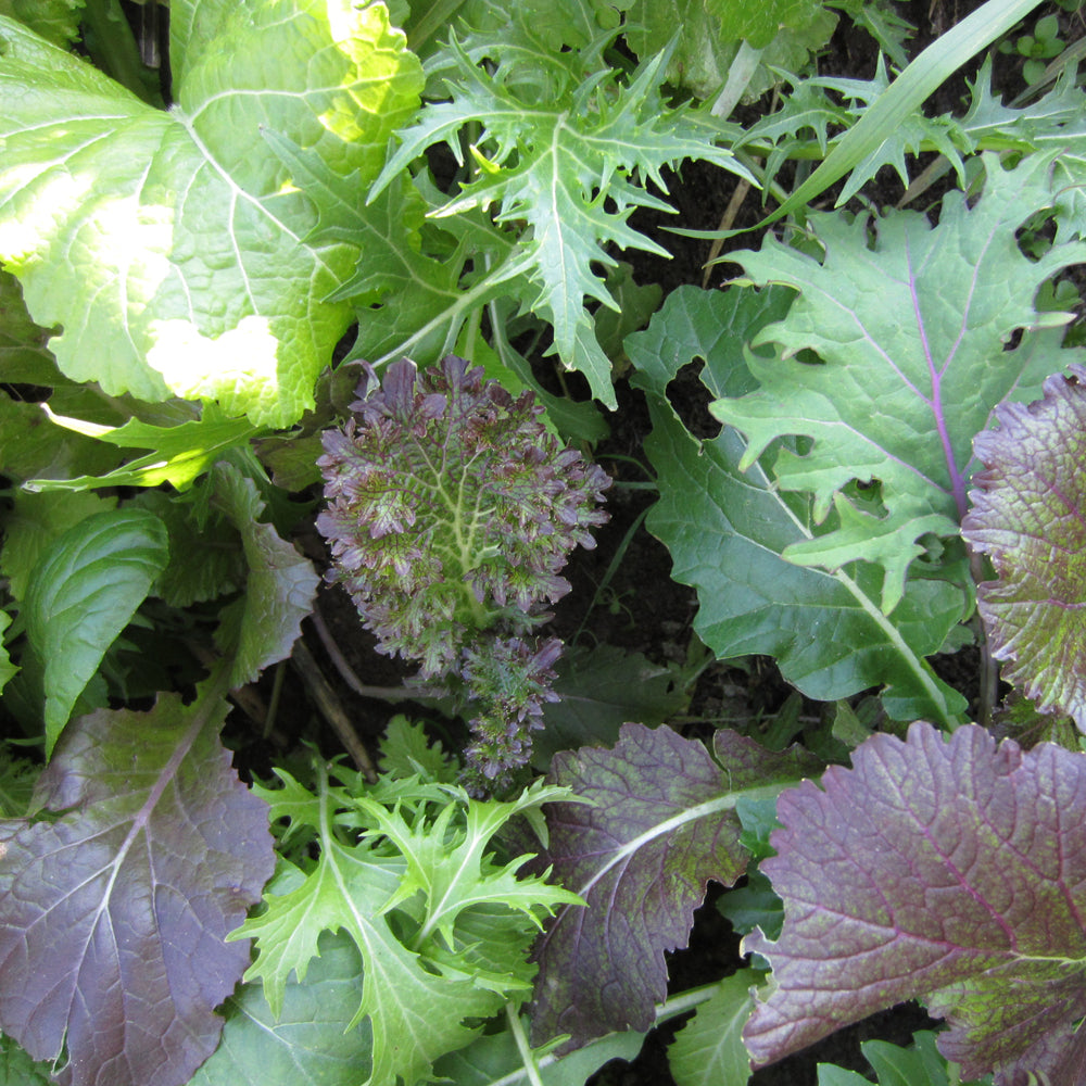 Mesclun de crucifères de luxe - Semences biologique