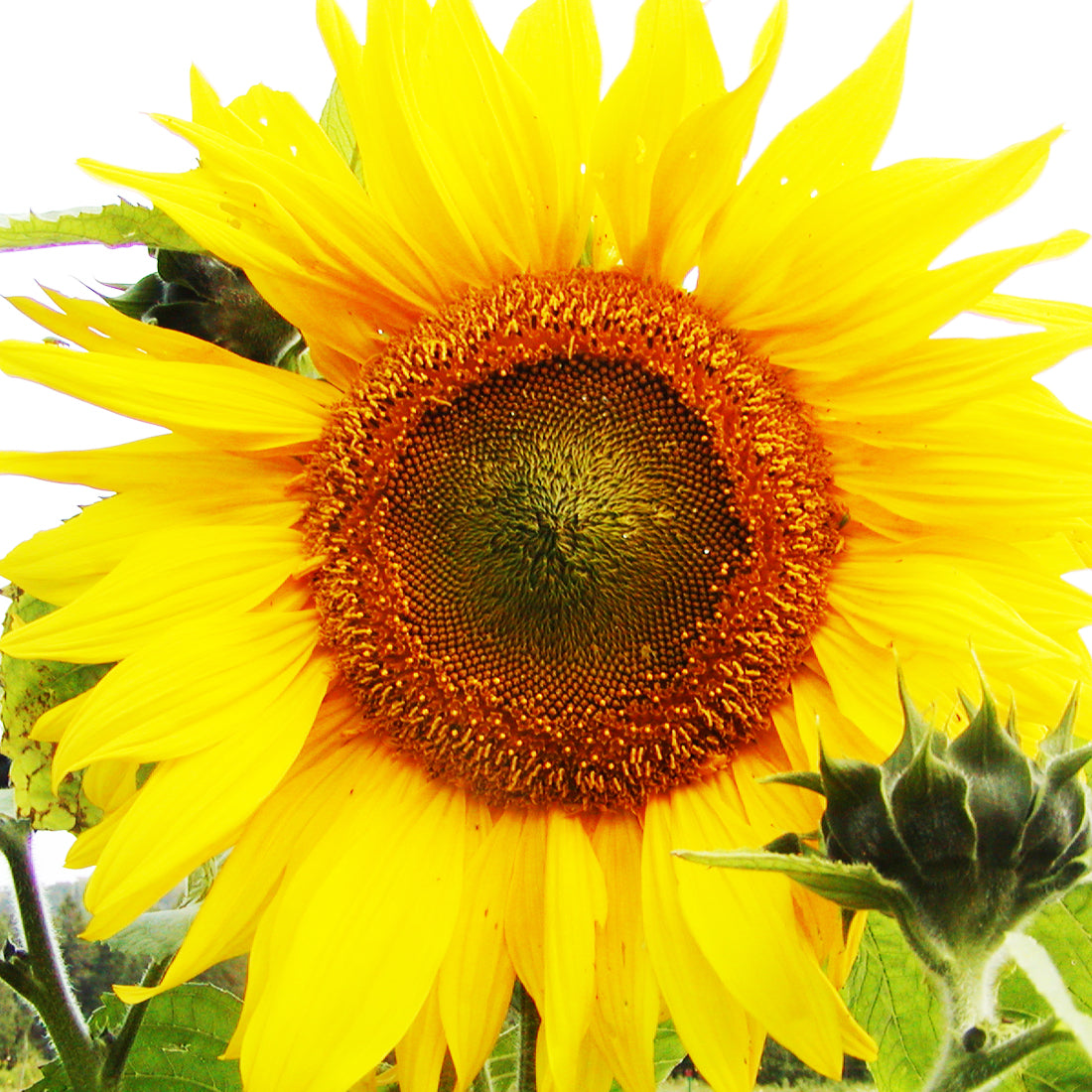 Tournesol Mammouth géant - Semences biologique