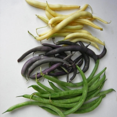 Haricot nain en mélange - Semences biologique