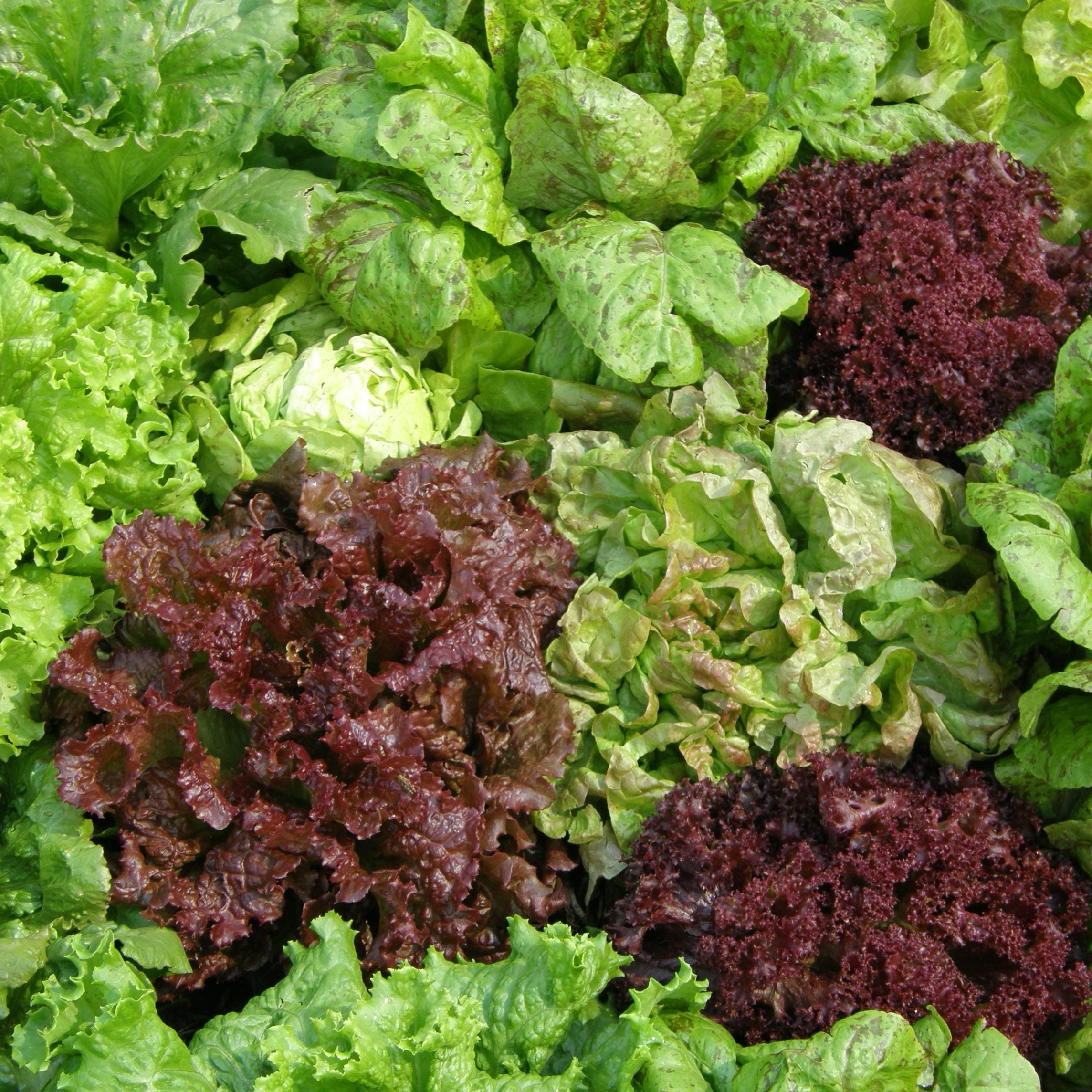 Laitue en mélange - Semences biologique