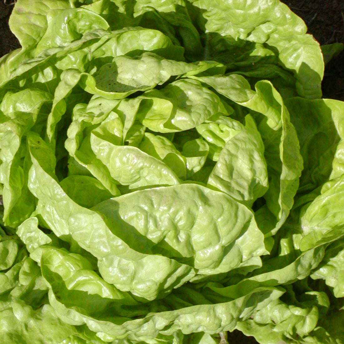 Laitue pommée Buttercrunch bibb - Semences biologique