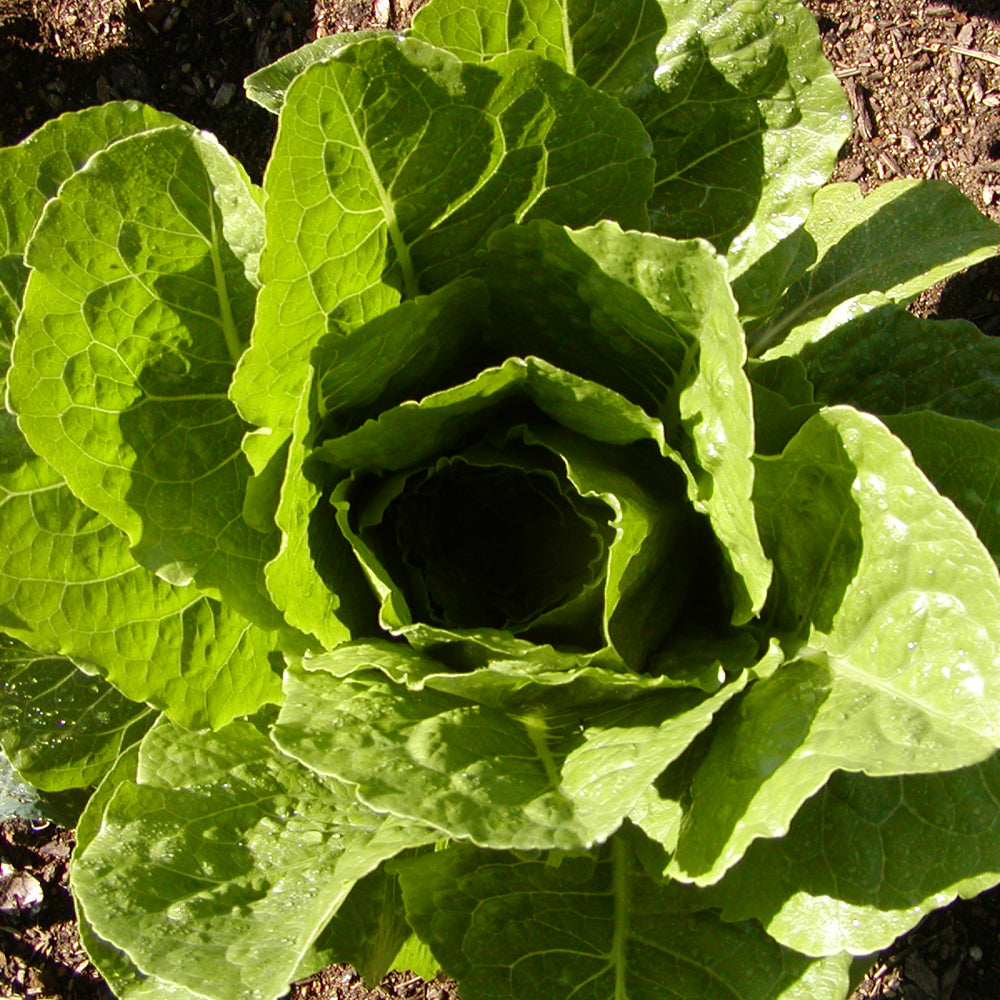 Laitue romaine Parris Island cos - Semences biologique