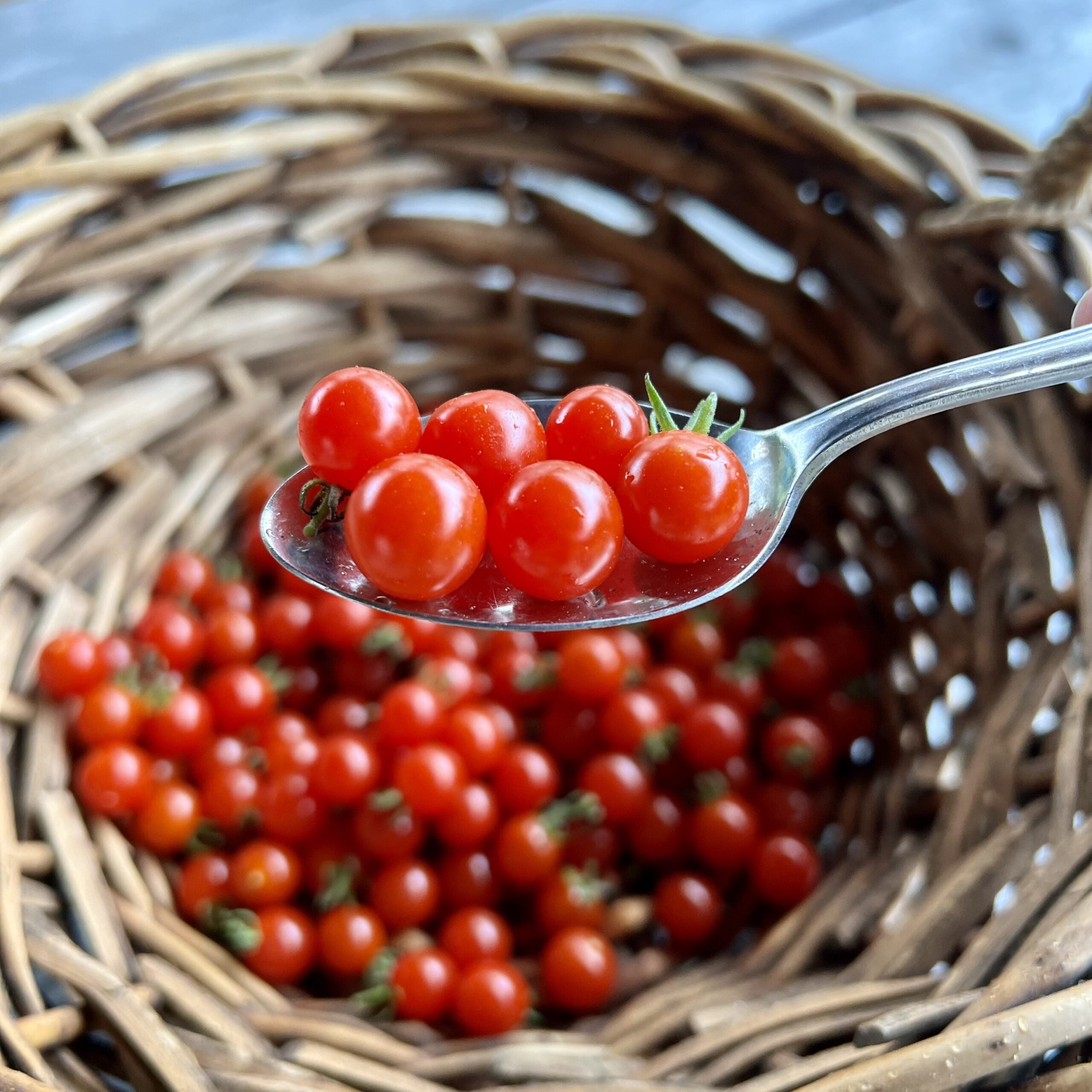 Tomate cerise Spoon - Semences biologique