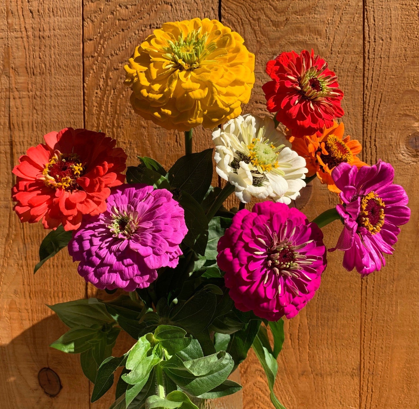 Zinnia élégant en mélange - Semences biologique